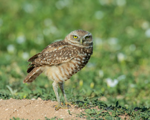Burrowing Owl on the Texas Prairie 