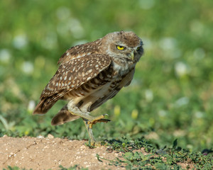 Burrowing Owl on the Texas Prairie 