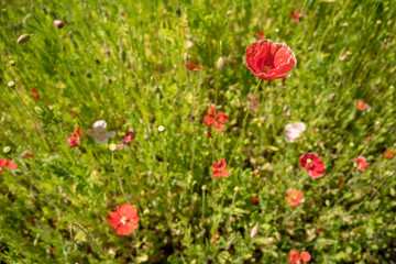 Red Summer Flowers Wild