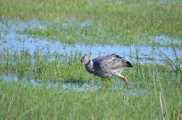 Animais da fauna brasileira como passaros, jacares, crocodilos, onças pintadas