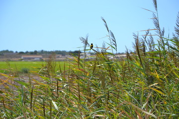 Fototapeta premium passaro amarelo e preto