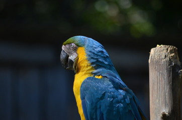 Animais da fauna brasileira como passaros, jacares, crocodilos, onças pintadas