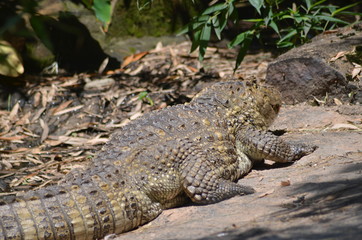 Animais da fauna brasileira como passaros, jacares, crocodilos, onças pintadas