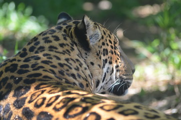 Animais da fauna brasileira como passaros, jacares, crocodilos, onças pintadas