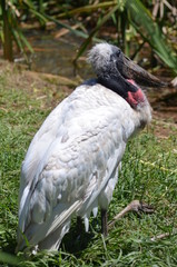 Animais da fauna brasileira como passaros, jacares, crocodilos, onças pintadas