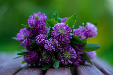 close up of a flower