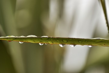 Fototapeta Krople deszczu na liściu juki obraz