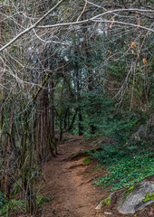 mysterious path in the woods