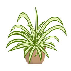 Chlorophytum or spider plant on white background. Home plant in pot. Vector cartoon illustration.