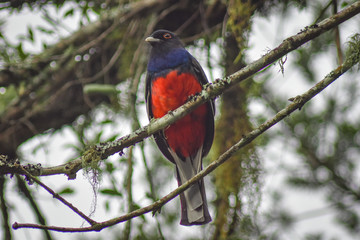 
exotic bird amid nature