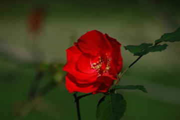 ROSE ROUGE