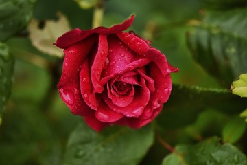 czerwona róża z kroplami deszczu