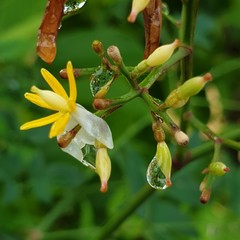 Gouttes de pluie