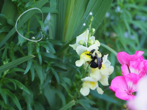 Bumble Bee Visiting Snap Dragons