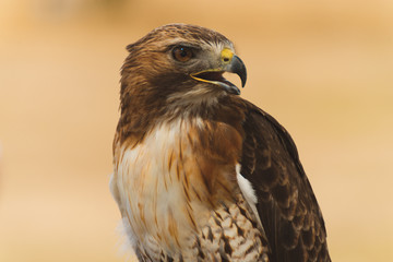 Hawk Display Bird Of Prey