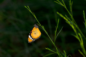 Monarch, Danaus plexippus is a milkweed butterfly (subfamily Danainae) in the family Nymphalidae butterfly in nature habitat.