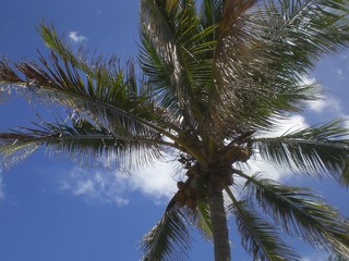 Obraz na płótnie Canvas Sunny Palm Tree.