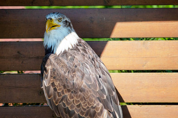 Portrait of a Bald eagle, sometimes called the American eagle, the national bird and national animal of the United States