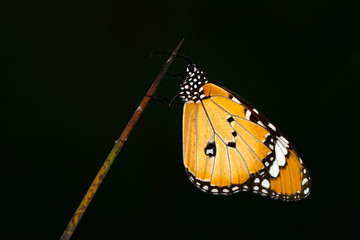 Monarch, Danaus plexippus is a milkweed butterfly (subfamily Danainae) in the family Nymphalidae butterfly in nature habitat.