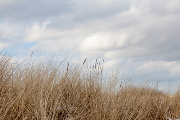 Gewöhnlicher Strandhafer oder Gemeiner Strandhafer (Ammophila arenaria)