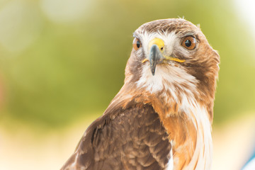 Hawk Bird of Prey Display