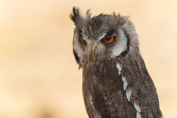 European Scops Owl