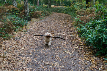 Happy cockapoo dog running through dark forest with a stick