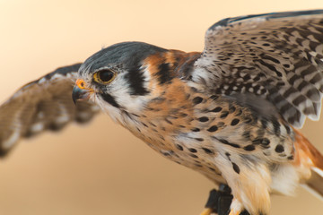 Bird Of Prey Flying Display