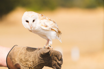 Barn Owl Bird Of Prey Falconry Display