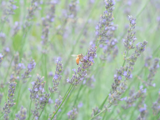 ラベンダーから蜂蜜を集める蜜蜂