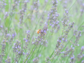 ラベンダーから蜂蜜を集める蜜蜂
