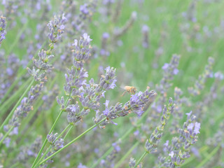 ラベンダーから蜂蜜を集める蜜蜂