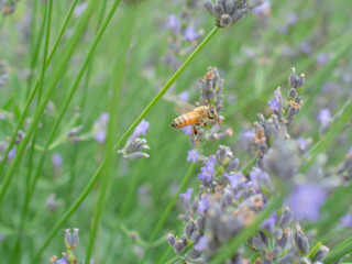 ラベンダーから蜂蜜を集める蜜蜂