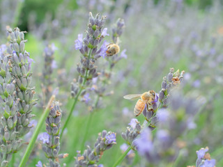 ラベンダーから蜂蜜を集める蜜蜂