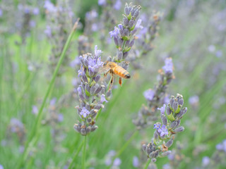 ラベンダーから蜂蜜を集める蜜蜂