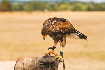 British Hawk Held Against Sky