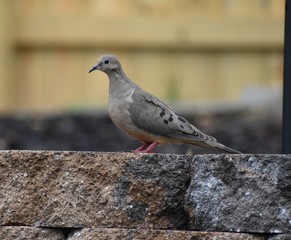 Morning Dove