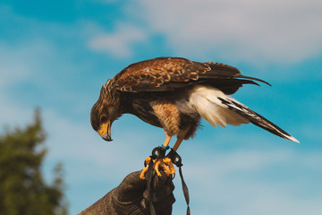 British Hawk Held Against Sky