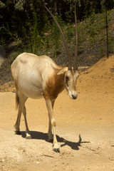 Scimitar oryx, scimitar-horned oryx, Sahara oryx (Oryx dammah).