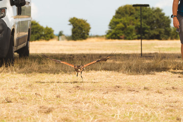 British Hawk Display Flying