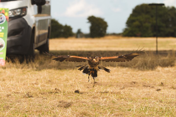 British Hawk Display Flying