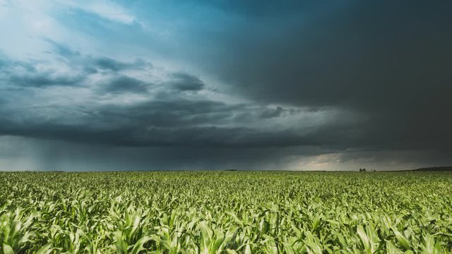 Rainy Sky With Rain Clouds On Horizon Above Rural Landscape Maize Field. Young Green Corn Plantation. Agricultural And Weather Forecast Concept. Time Lapse, Timelapse, Time-lapse. 4K. Cornfield
