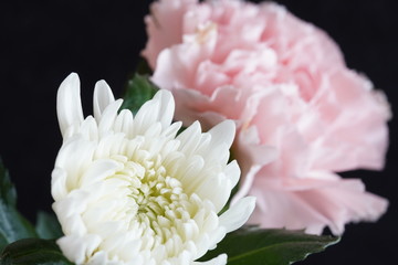 pink chrysanthemum flower closed uo