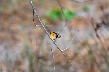 Monarch, Danaus plexippus is a milkweed butterfly (subfamily Danainae) in the family Nymphalidae butterfly in nature habitat.