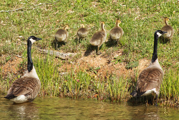 family of geese