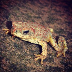 A red Spotted toad in a side canyon of Zion national park.