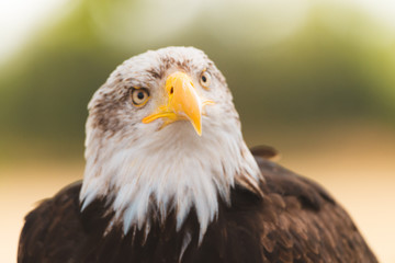 Mighty American Bald Eagle Bird Of Prey