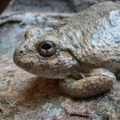 A canyon tree frog in Zion national park