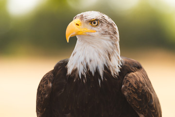 Mighty American Bald Eagle Bird Of Prey