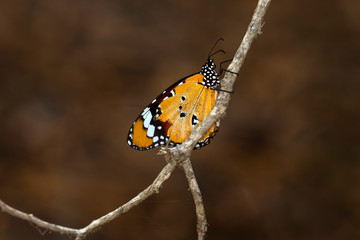 Obraz premium Monarch, Danaus plexippus is a milkweed butterfly (subfamily Danainae) in the family Nymphalidae butterfly in nature habitat.